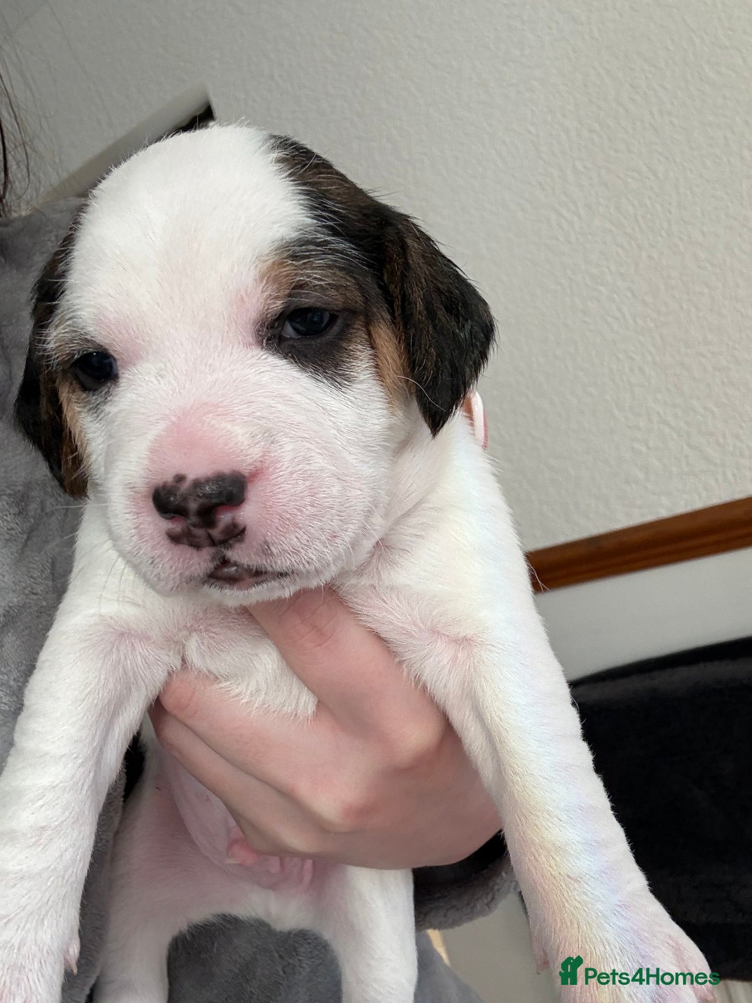 Mixed Breed dogs for sale: Beagle x Parson Russell Terrier Puppies - Advert 5