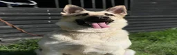 German Shepherd dogs for sale: ⭐ Rare East European Shepherd Puppies UK - Advert 32