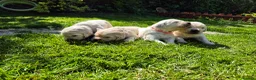 Golden Retriever dogs for sale: Exceptional Golden Retriever Puppies Born 06/04 - Advert 4