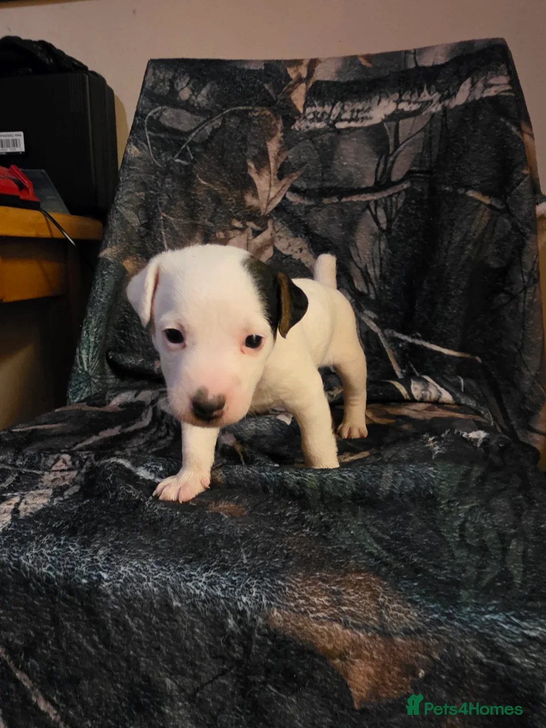 Jack Russell dogs for sale: Work line Jack Russell's  - Advert 2