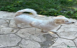 Mixed Breed dogs for adoption: SNOOPYBOLT, a handsome puppy boy for a Loving Home - Image 7