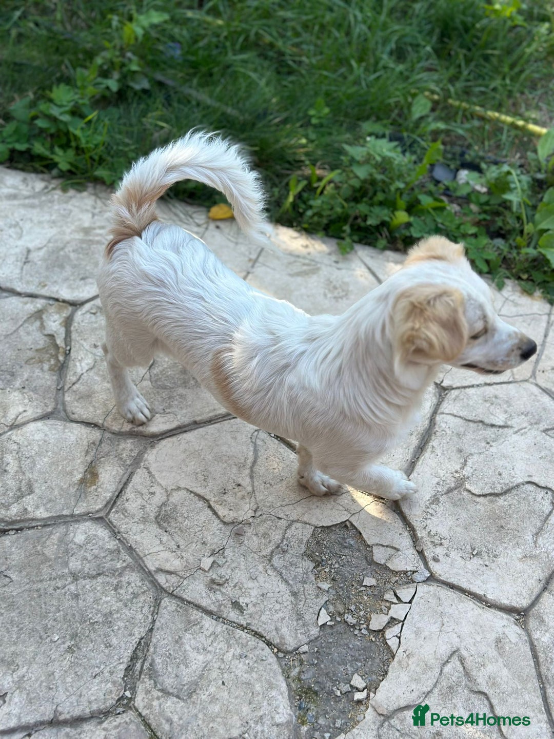 Mixed Breed dogs for adoption: SNOOPYBOLT, a handsome puppy boy for a Loving Home - Image 7