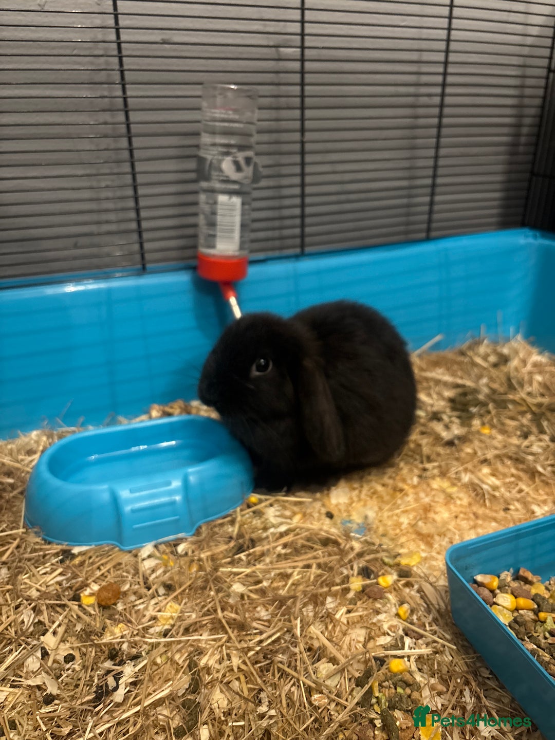 Mini Lop rabbits for sale: Mini lop  - Image 1