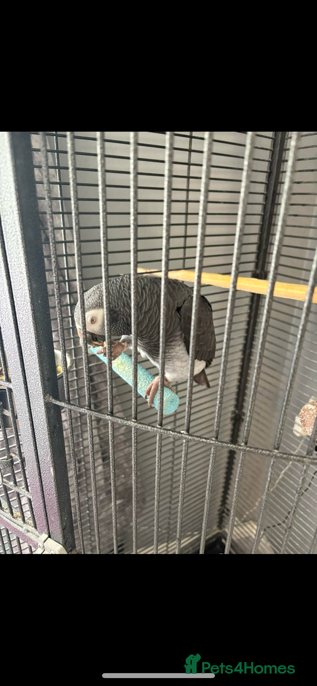 Parrots birds for sale: African gray Timmy  - Advert 2