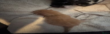 British Longhair Kitten 4