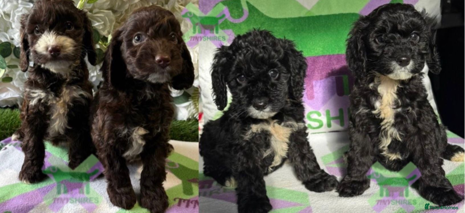 Cockapoo dogs F1 various mini cockapoos 30 dna health tested clr - Advert 11