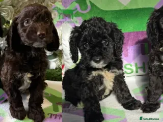 Cockapoo dogs F1 various mini cockapoos 30 dna health tested clr - Advert 11