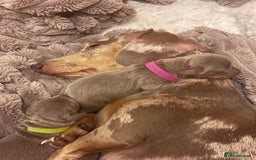 Miniature Dachshund dogs for sale: kc miniature dachshunds  - Image 9