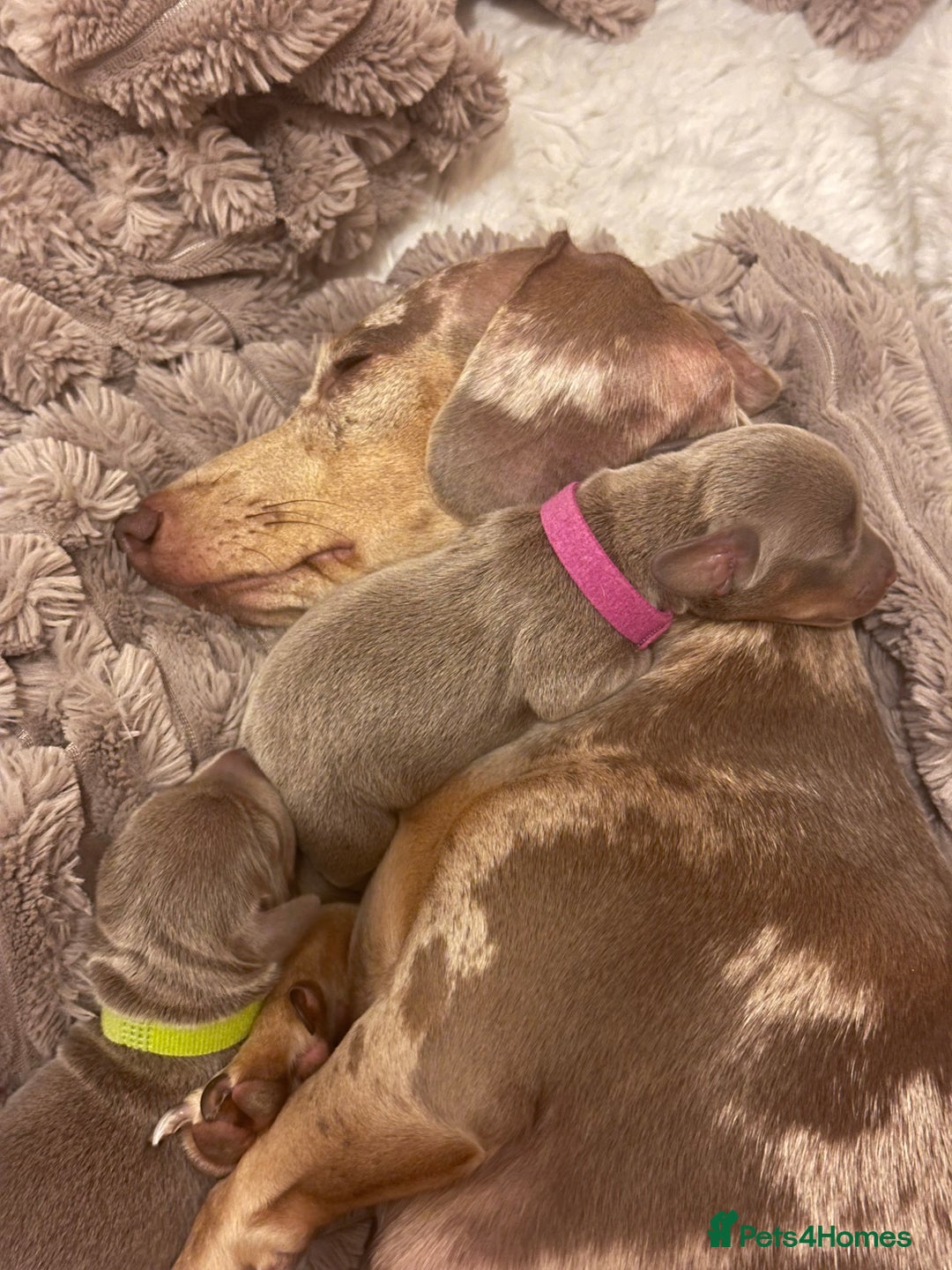 Miniature Dachshund dogs for sale: kc miniature dachshunds  - Image 9