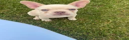 French Bulldog dogs for sale: Two Beautiful Blue Eyed Babies for Sale in Tonbridge - Advert 5