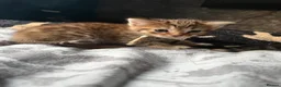Norwegian Forest Cat cats for sale: 3 stunning half Norwegian kittens left - Advert 25