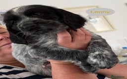 Sprocker dogs for sale: Sprockers 3/4 Cocker spaniel puppies for sale - Image 1