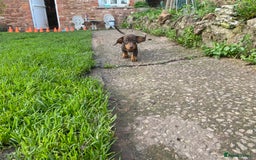 Dachshund dogs for sale: Miniature Dachshund Puppies ⭐️ only two left ⭐️ - Advert 10