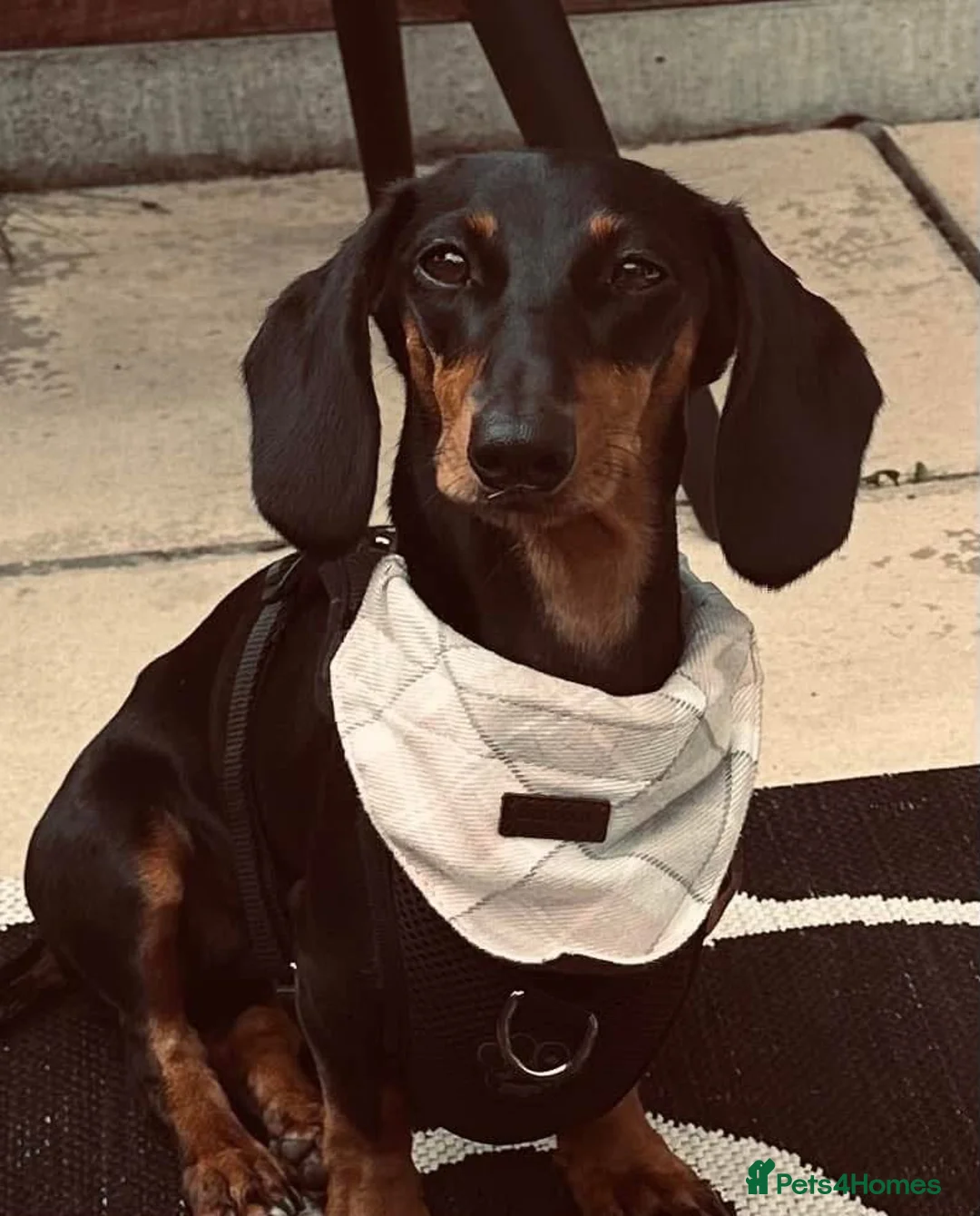 Miniature Dachshund dogs for sale: Beautiful Miniature Daschund Puppies  - Advert 1