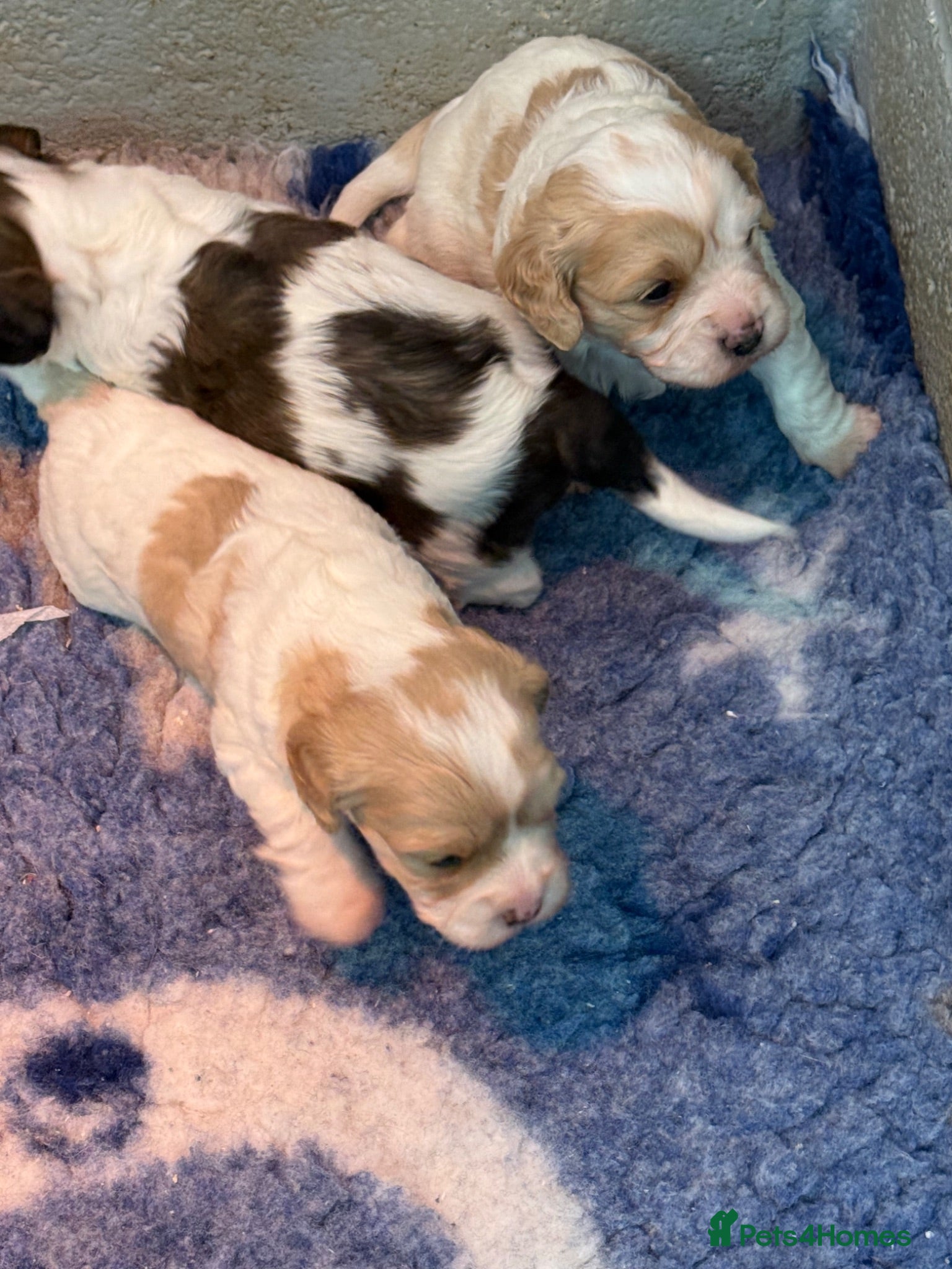 Cavachon dogs Stunning DNA CLEAR PUPPIES - Advert 2