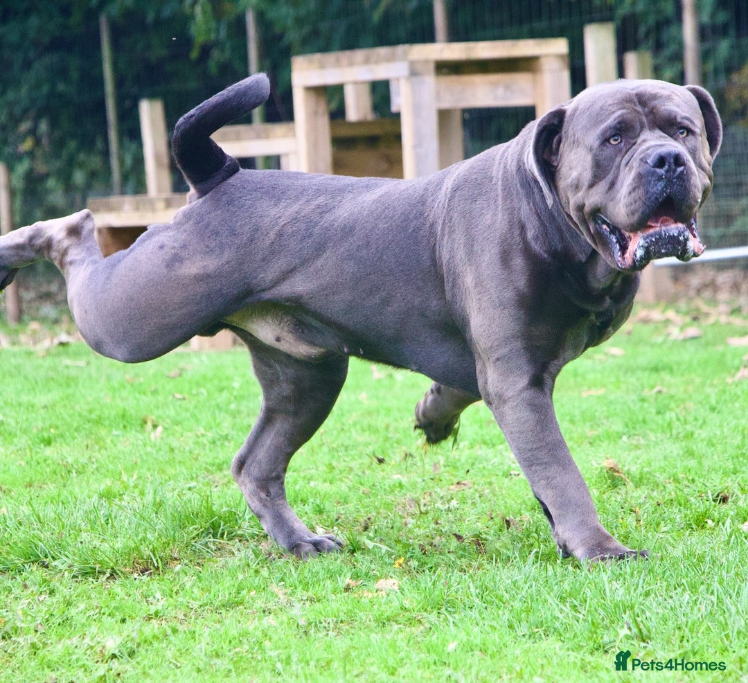 Boerboel dogs for stud: Imperial Health Tested & Champion Stud in Eastleigh - Image 1