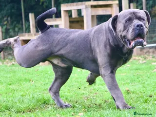 Boerboel dogs Imperial Health Tested & Champion Stud in Eastleigh - Advert 1