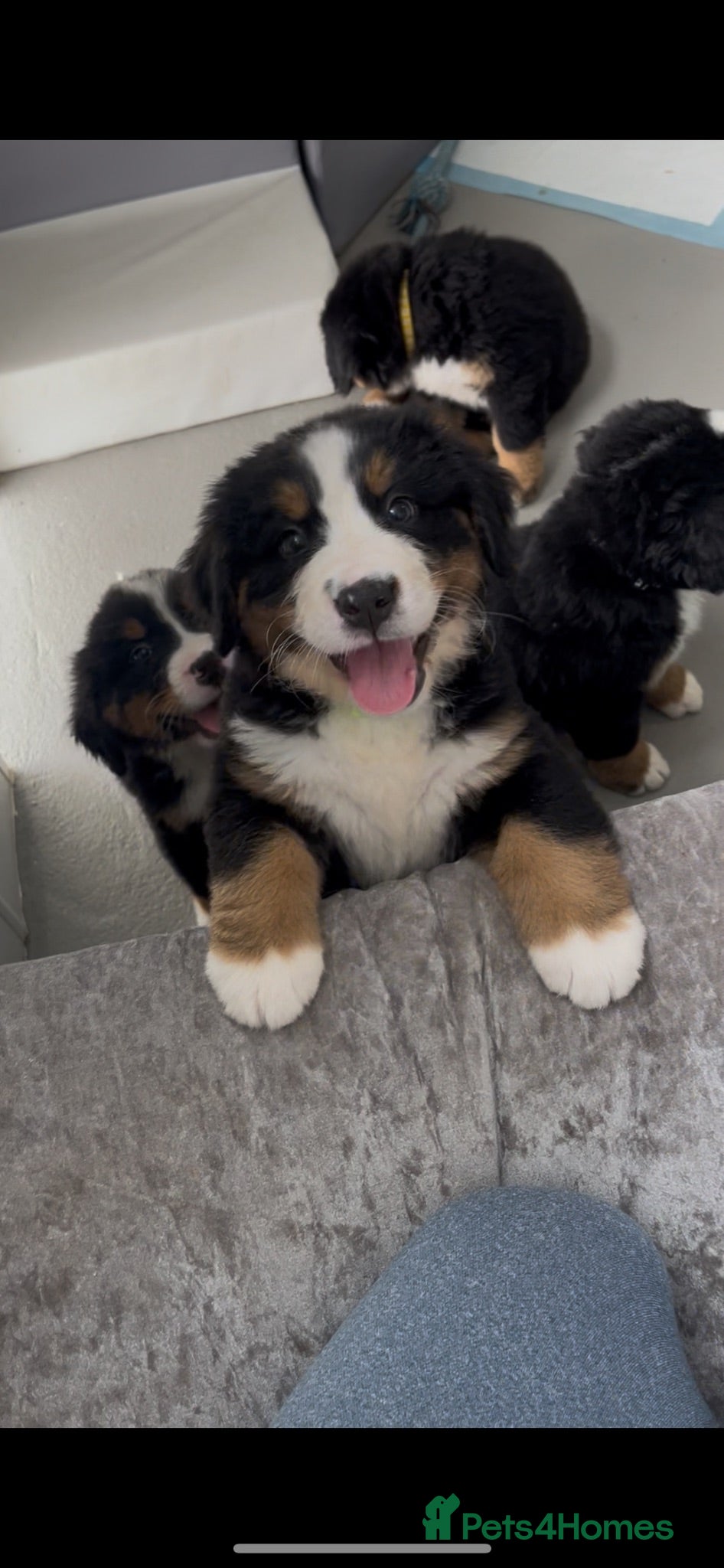 Bernese Mountain Dog dogs Bernese Mountain Dog Puppies - waiting list - Advert 2