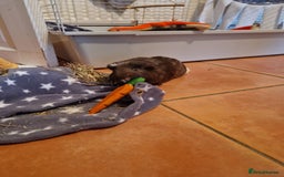 Guinea Pig rodents for sale: Guinea pig pair of calm males - Image 6