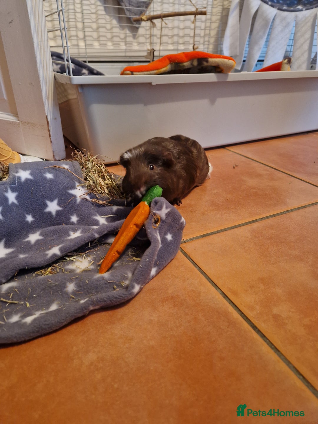 Guinea Pig rodents for sale: Guinea pig pair of calm males - Image 6