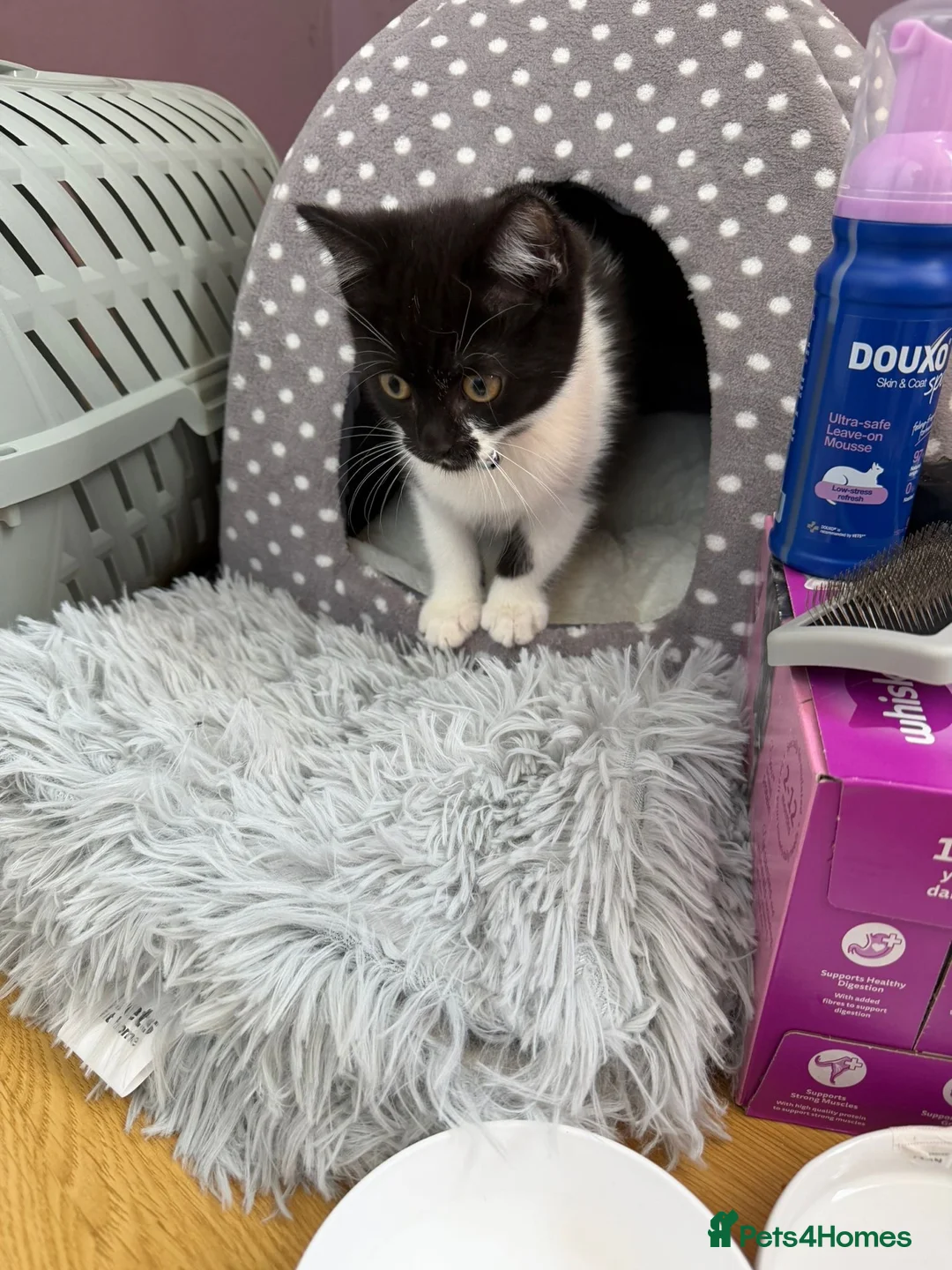 British Shorthair cats for sale: British short hair kitten  - Advert 9