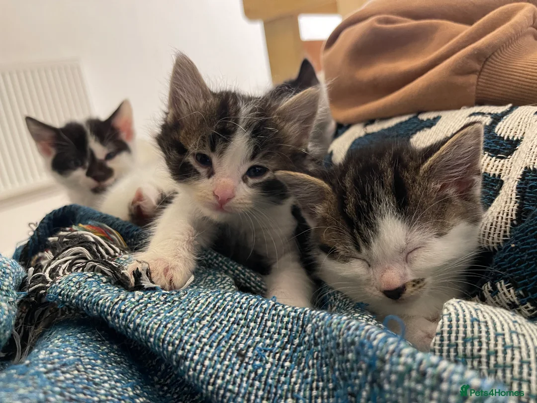 Mixed Breed cats for sale: lovely kittens  in London - Advert 1