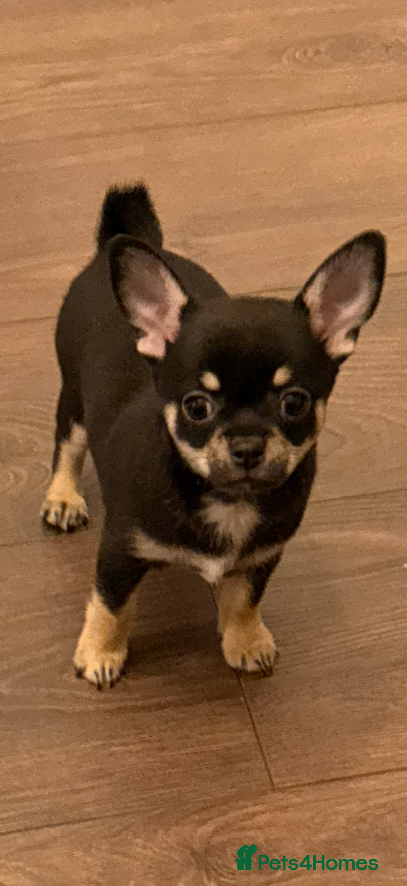 Chihuahua dogs Playful baby boy tri coloured chihuahua  - Advert 3