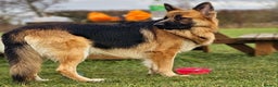German Shepherd dogs for sale: German Shepherd Puppies - Advert 4