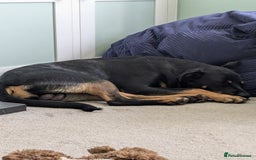 Mixed Breed dogs for sale: Neo German Shepherd/ Rottweiler Cross - Image 2