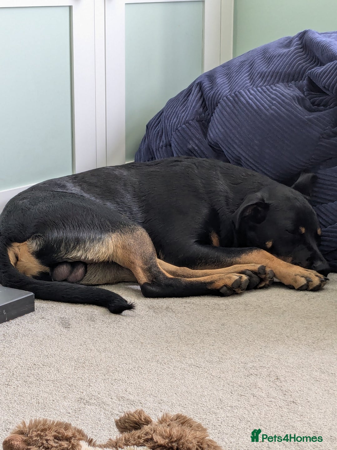 Mixed Breed dogs for sale: Neo German Shepherd/ Rottweiler Cross - Image 2