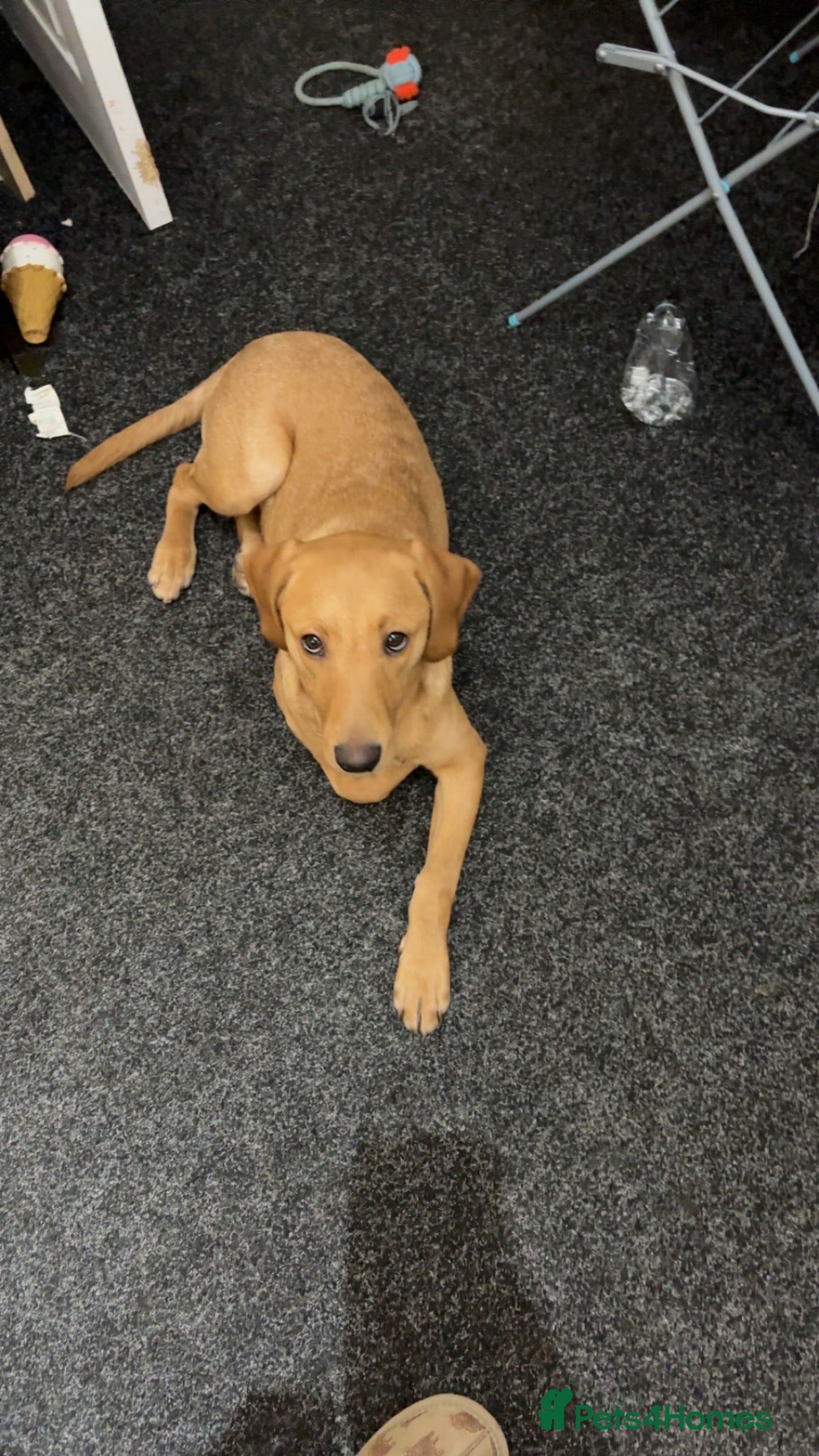 Labrador Retriever dogs Red Fox Lab - 6 months old - Female - Advert 1