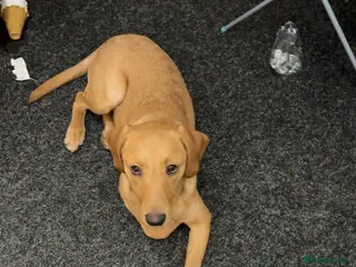 Labrador Retriever dogs Red Fox Lab - 6 months old - Female - Advert 1