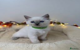 Ragdoll cats for sale: Adorable Ragdoll Kittens - GCCF registered - Image 11