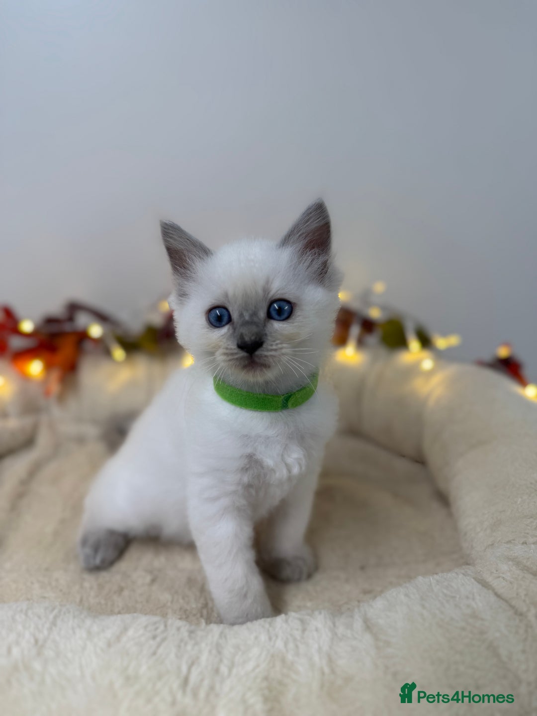 Ragdoll cats for sale: Adorable Ragdoll Kittens - GCCF registered - Image 11