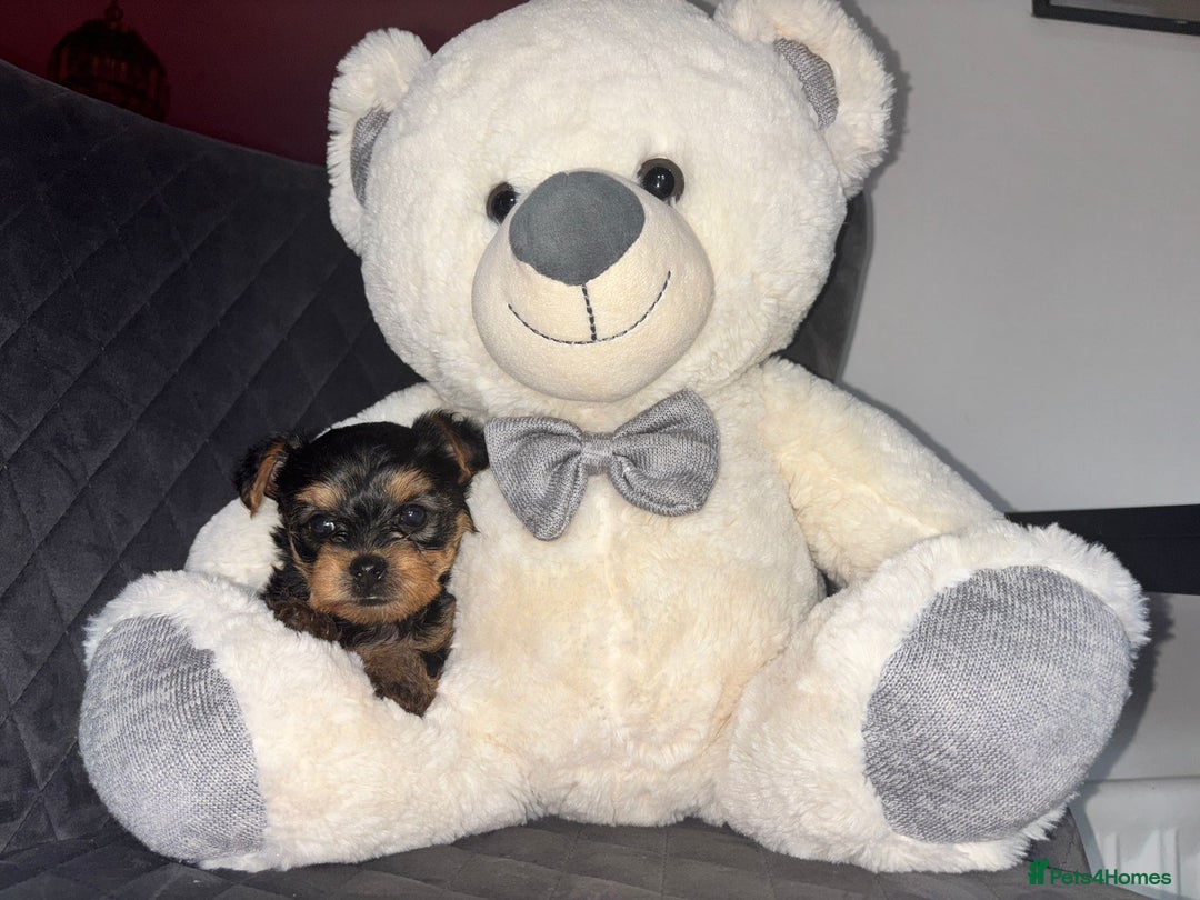 Yorkshire Terrier dogs for sale:  Yorkshire Terrier Puppies 😍🥰 2 available  - Image 3