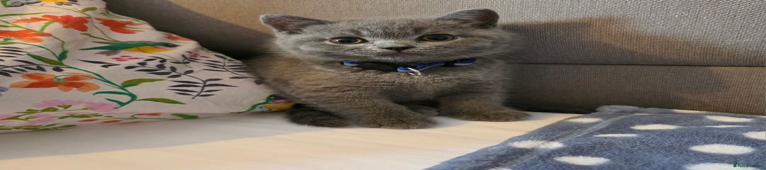 British Shorthair Kitten 1