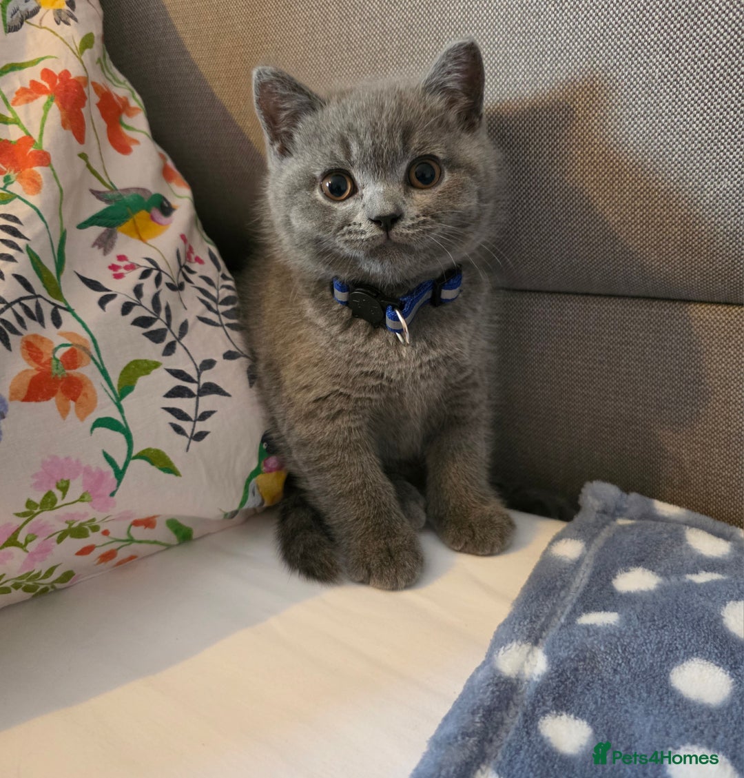 British Shorthair cats for sale: Cute British Shorthair Kittens Ready for go - Image 7