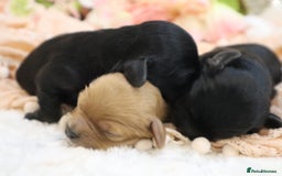 Cavapoo dogs for sale: Health Tested Cavapoo Puppies - Image 21