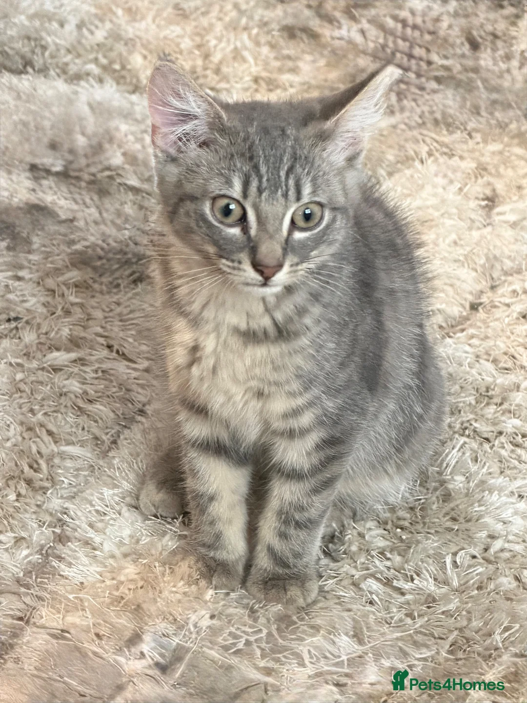 British Shorthair cats for sale: British short hair  - Advert 1