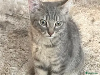 British Shorthair cats British short hair - Advert 2
