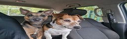 Jack Russell dogs for stud: Blue/lilac JACK russell stud  - Advert 4