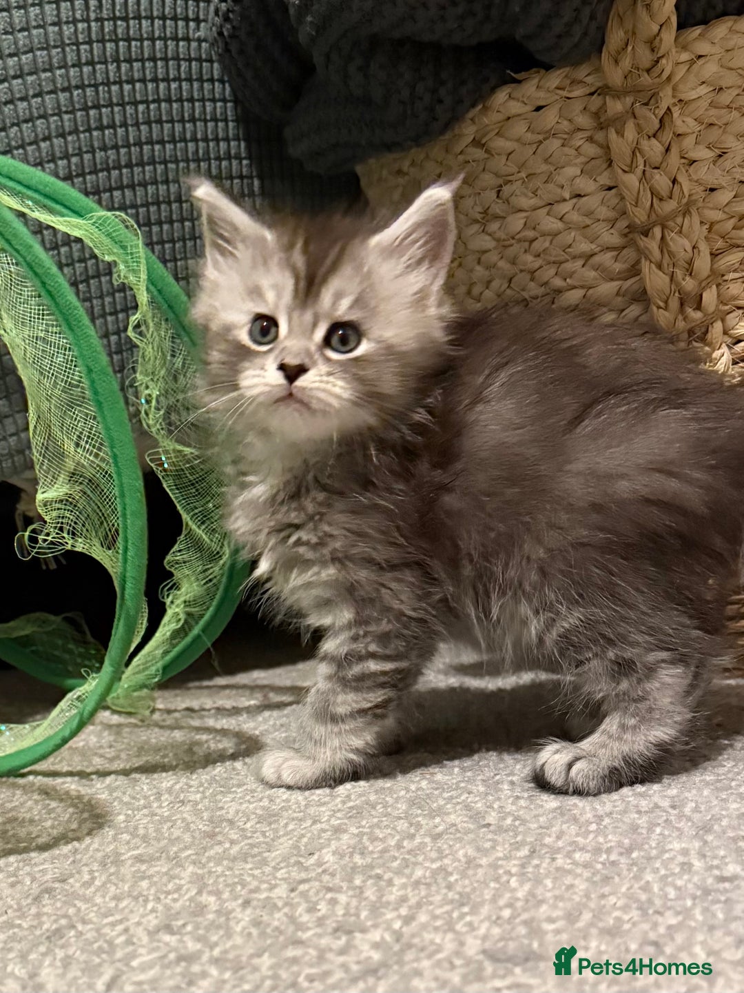 Maine Coon cats for sale: Maine coon kittens - Advert 4