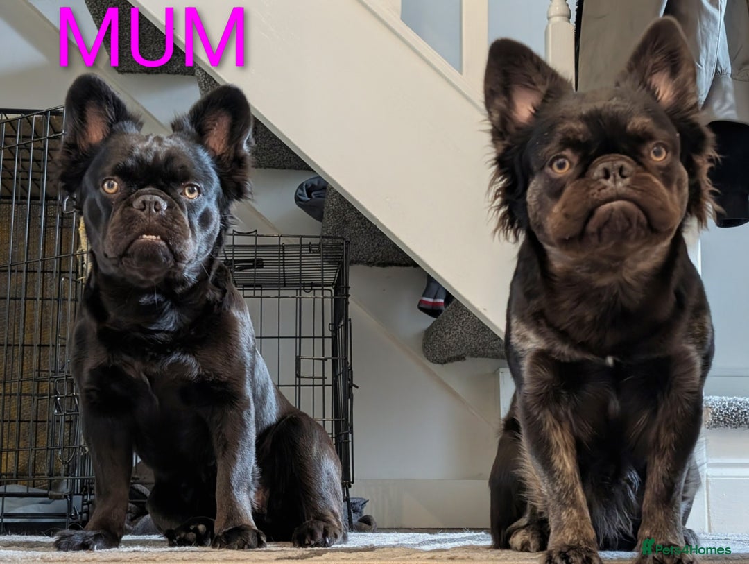 French Bulldog dogs for stud: Fluffy ☁️ French Bulldog STUD carrying Pink 🩷 - Image 4