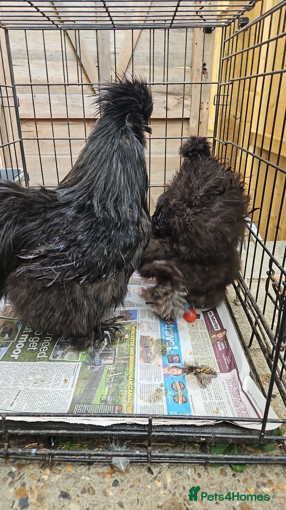 Chickens poultry Silkie chicken  - Advert 15