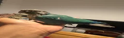 Conures birds for sale: Green check conures tamed - Advert 6