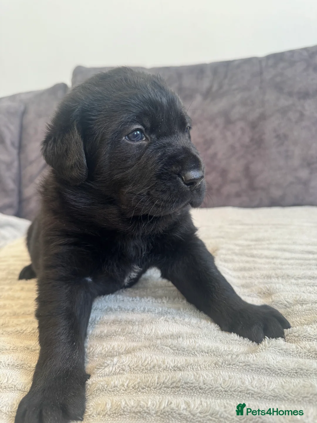 Labrador Retriever dogs for sale: KC Registered Black Chunky Labradors  - Advert 12