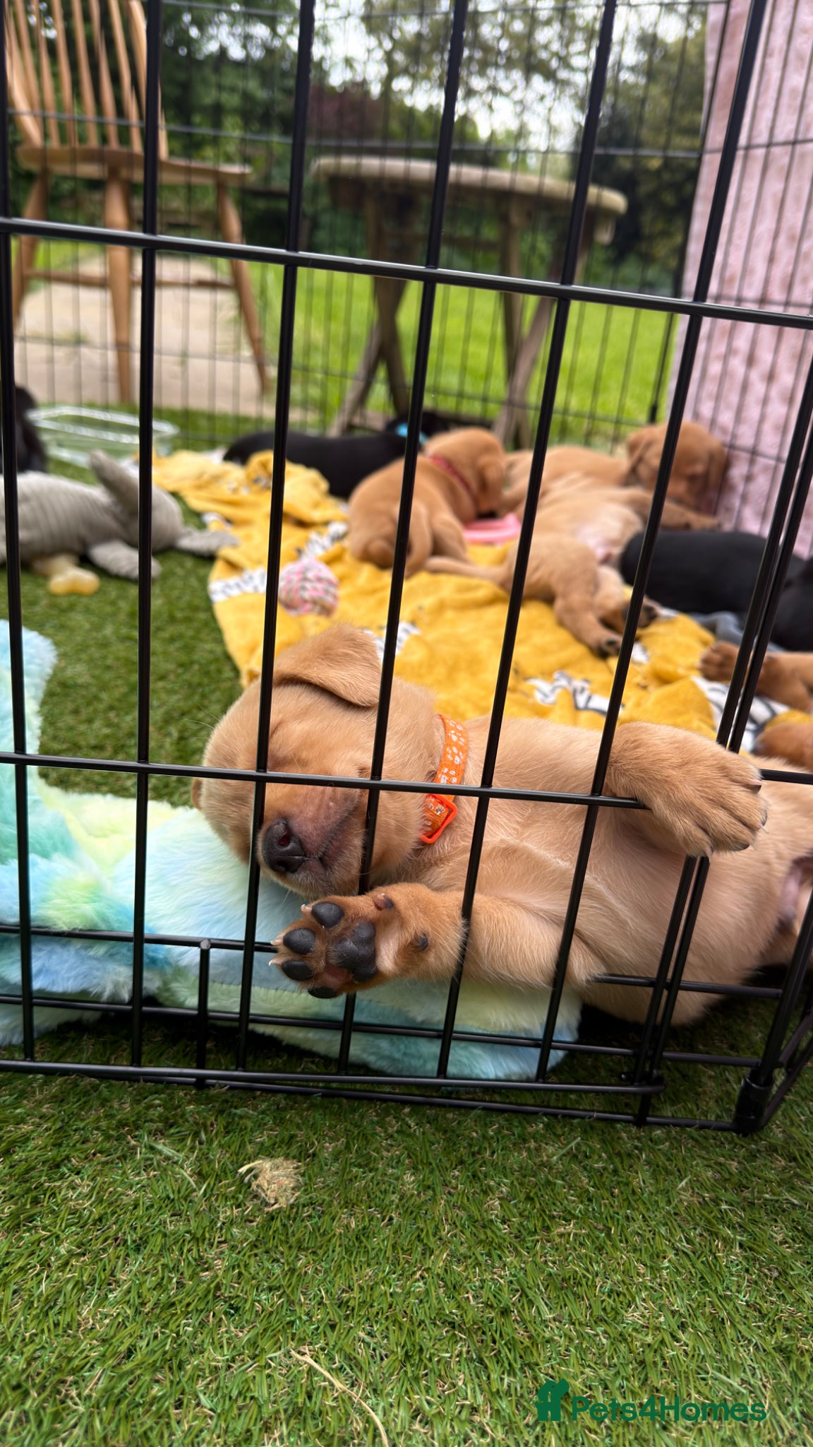 Labrador Retriever dogs for sale: Fox Red Working Labrador Puppies - Advert 8