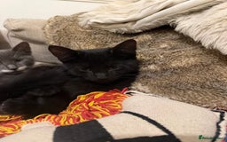Mixed Breed cats for sale: 2 sweet natured and playful kittens for sale - Image 3