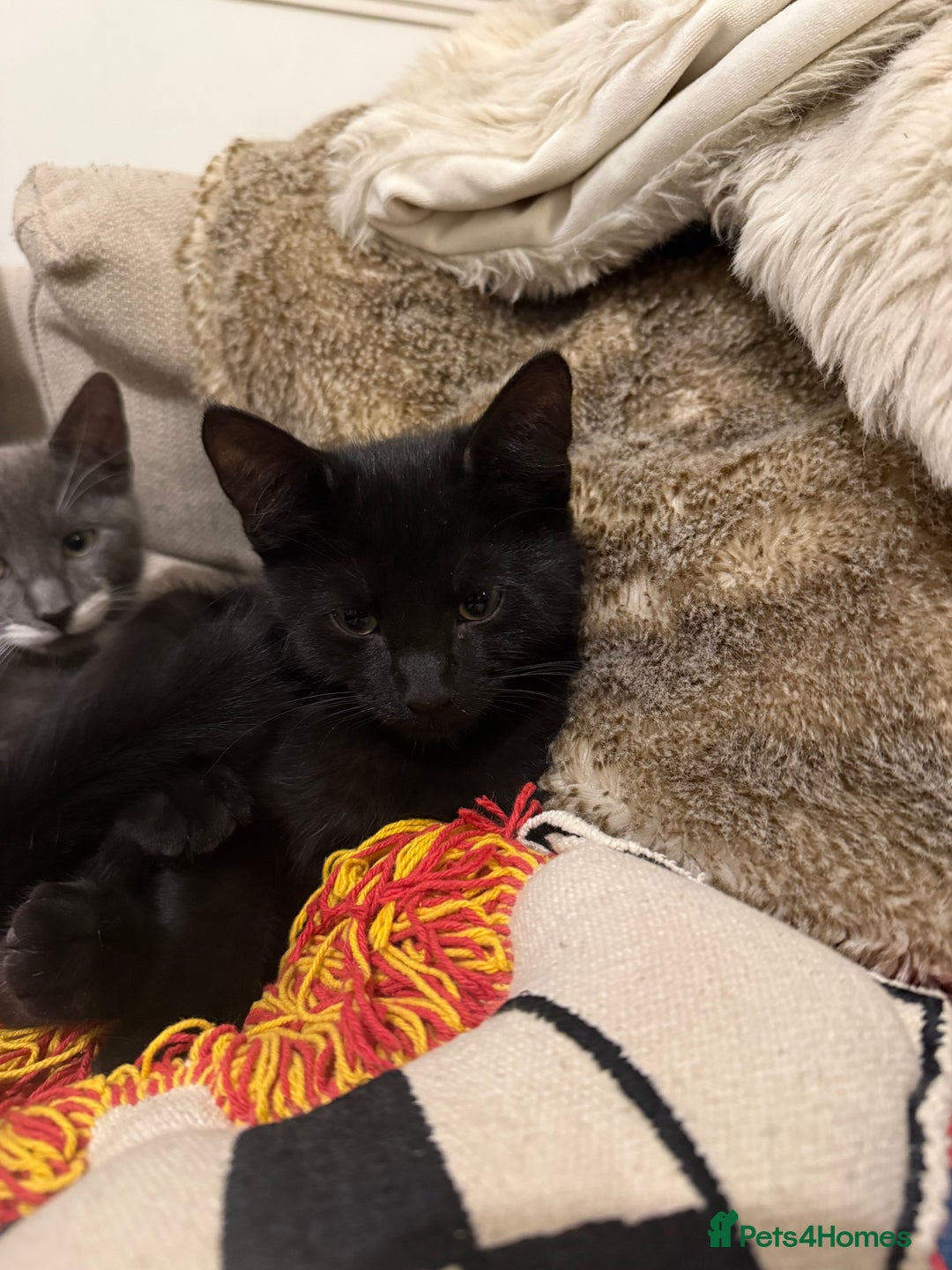 Mixed Breed cats for sale: 2 sweet natured and playful kittens for sale - Image 3