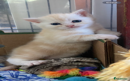 Persian cats for sale: Silver and Cream chinchilla Persian cross kittens - Image 5